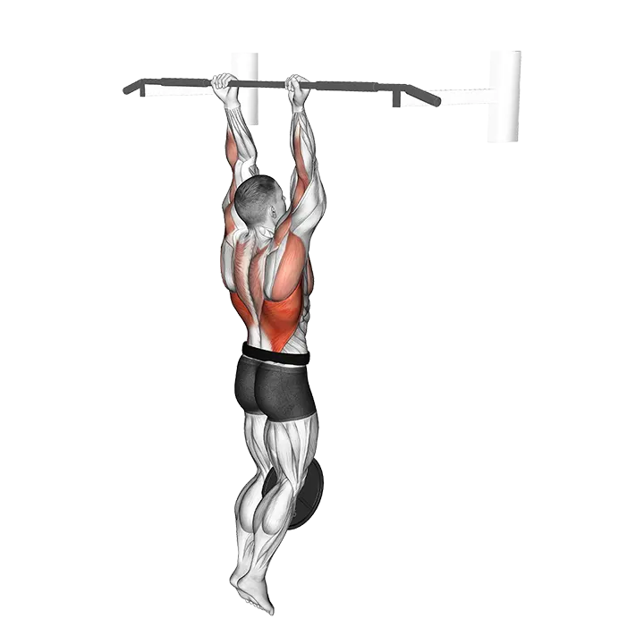 Weighted Chin-Up exercise animation (Male)