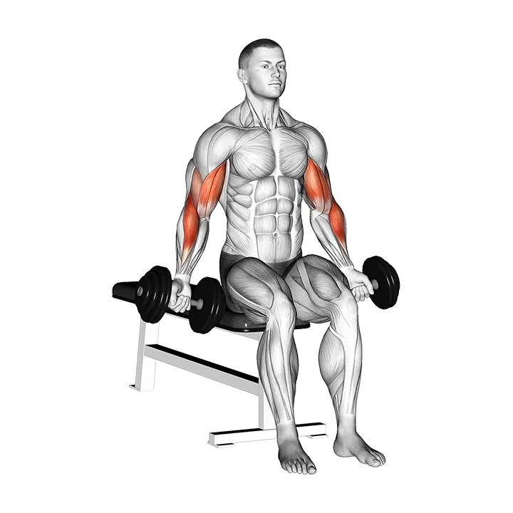 Dumbbell Seated Zottman Curl exercise animation (Male)