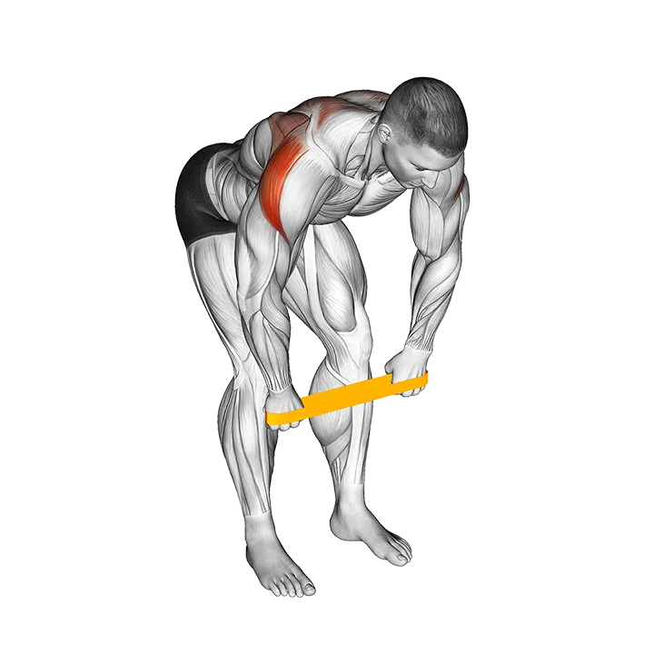 Resistance Band Bent Over Rear Delt Fly exercise animation (Hombre)