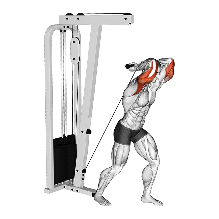 Cable Overhead Tricep Extension StraighT-bar exercise animation (Male)