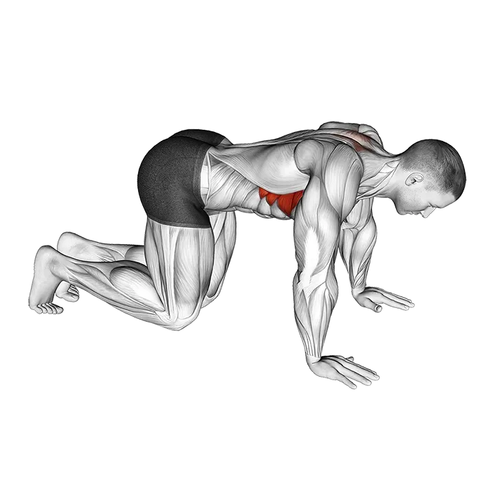 Kneeling Scapular Push-Up exercise animation (Male)