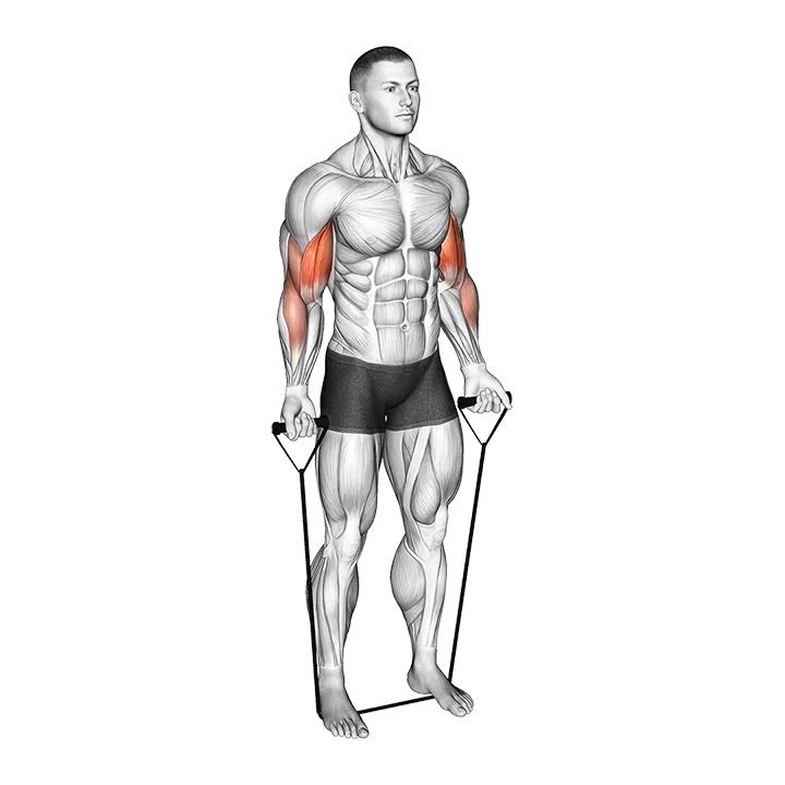 Band Close Grip Biceps Curl exercise animation (Male)