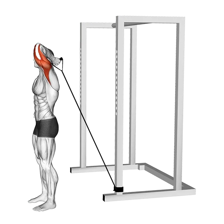 Band Overhead Single Arm Triceps Extension exercise animation (Male)