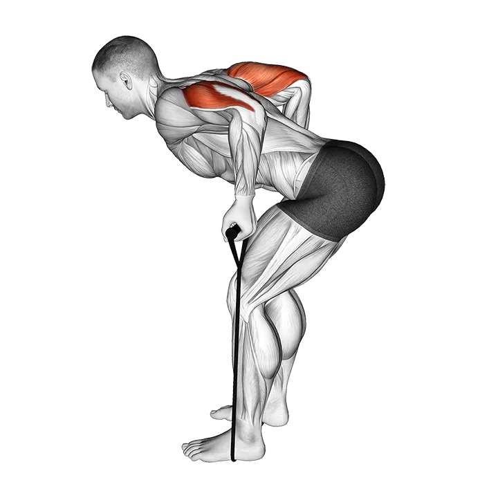 Band Triceps Kickback exercise animation (Male)