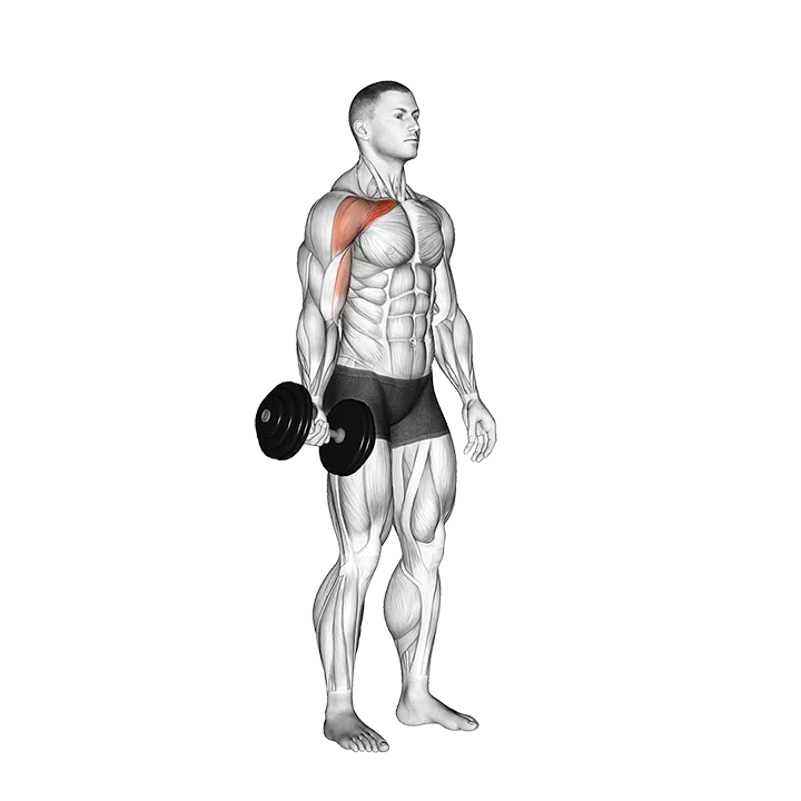 Dumbbell One Arm Low Fly exercise animation (Male)
