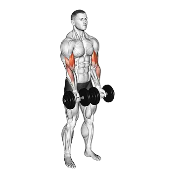 Dumbbell Close Grip Curl