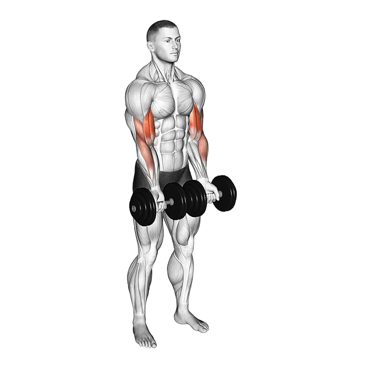 Dumbbell Close Grip Curl exercise animation (Male)