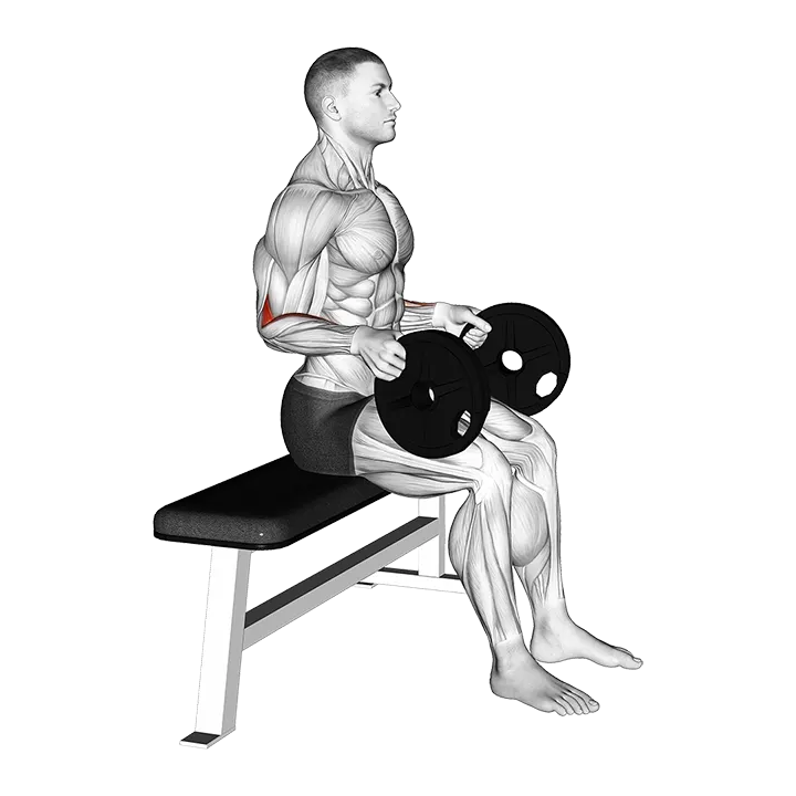 Weighted Seated Neutral Wrist Curl exercise animation (Male)