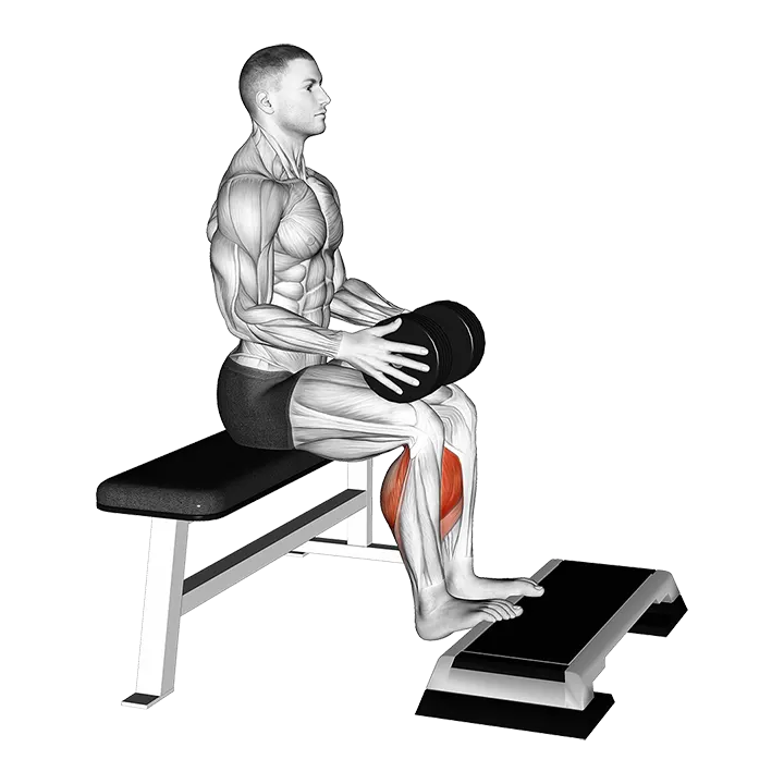 Weighted Seated Calf Raise exercise animation (Male)