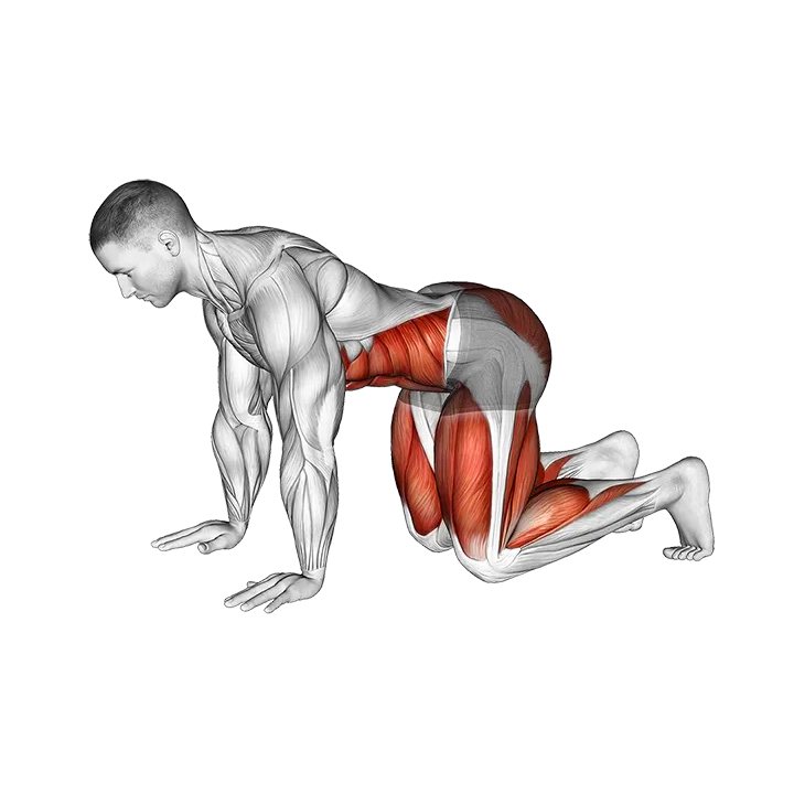 Bear Plank exercise animation (Male)