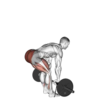 Barbell Banded Romanian Deadlift