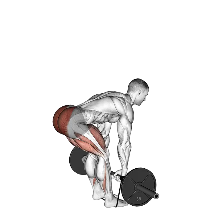 Barbell Banded Romanian Deadlift exercise animation (Male)