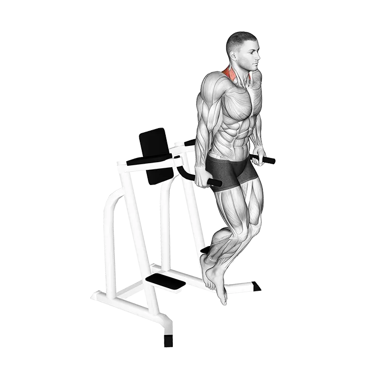 Shrug (on parallel bars) exercise animation (Male)