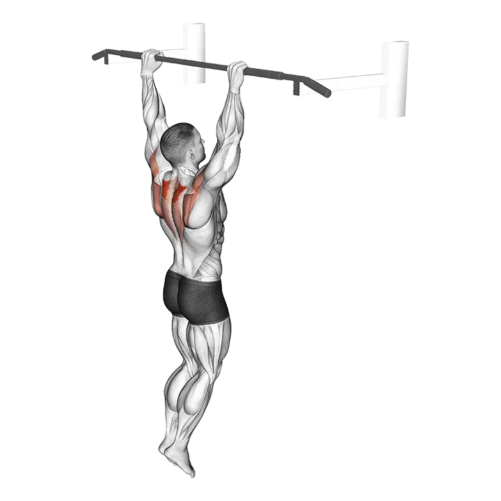 Hanging Scapular Shrug exercise animation (Male)