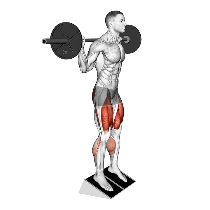 Barbell Elevated Heel Squat exercise animation (Male)