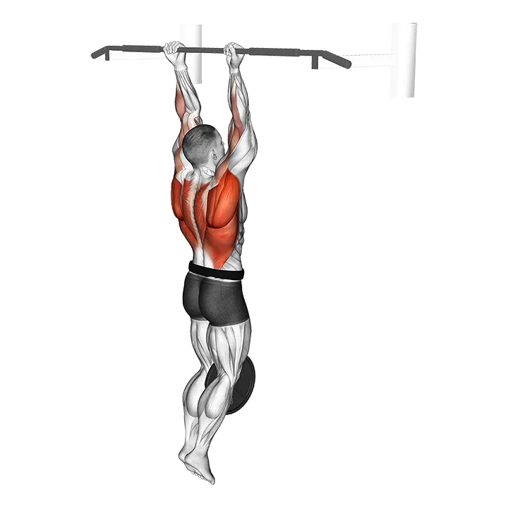 Weighted Hang Chin-Up exercise animation (Male)