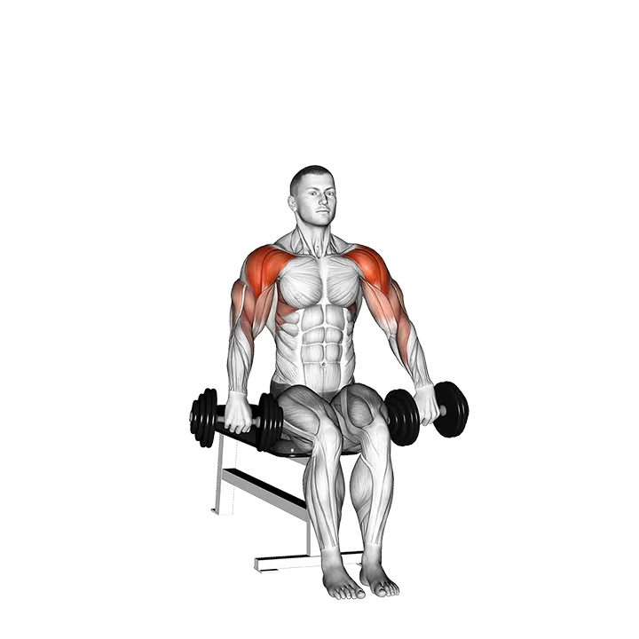 Dumbbell Seated Cuban Press exercise animation (Male)