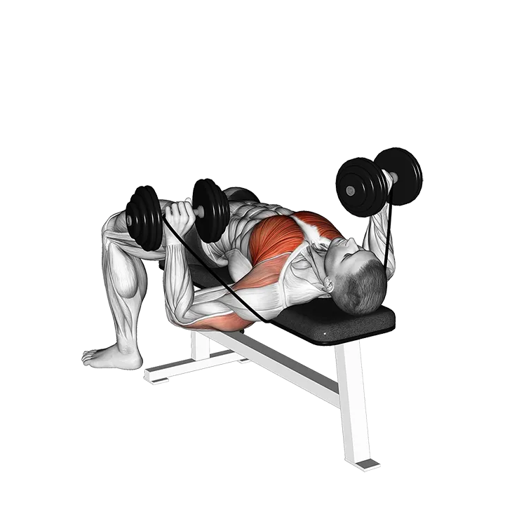 Dumbbell Banded Bench Press exercise animation (Male)