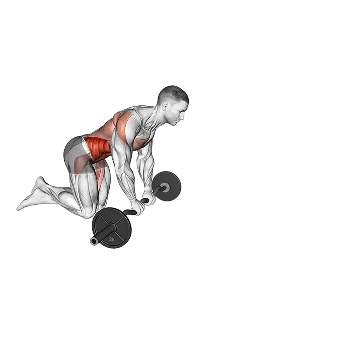 EZ-Bar Knelling Rollout exercise animation (Male)