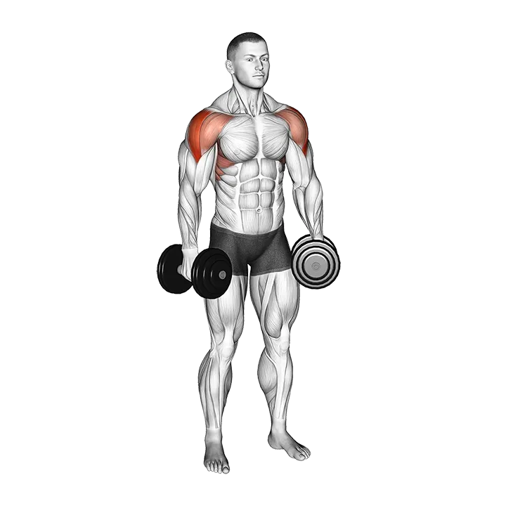 Dumbbell Partials Lateral Raise exercise animation (Male)