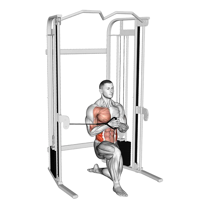 Cable Half Kneeling Pallof Press exercise animation (Male)