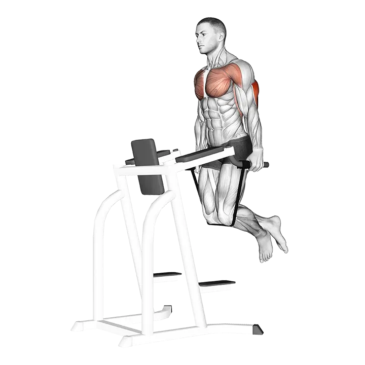 Band Assisted Dip exercise animation (Male)