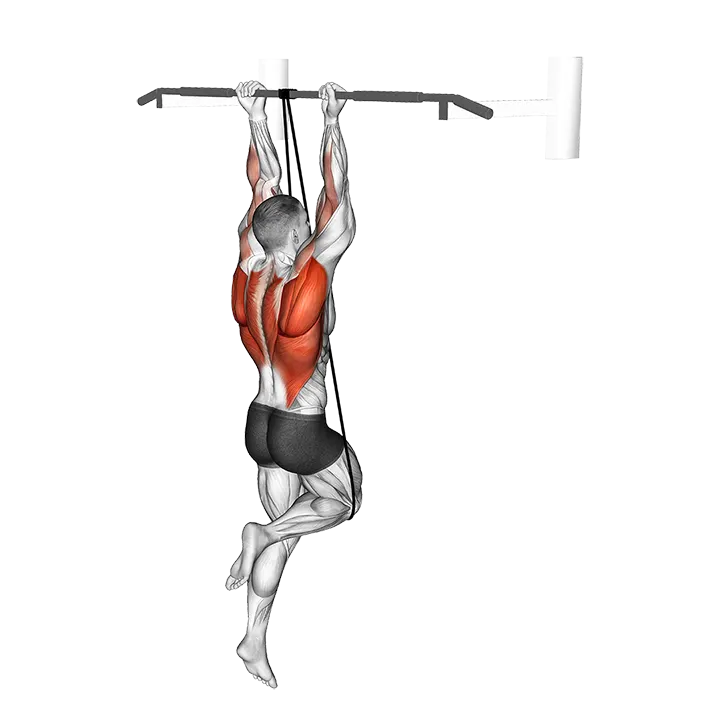 Band Assisted Chin-Up (From Knee) exercise animation (Male)