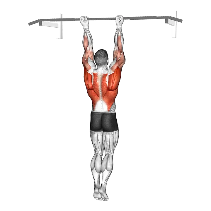 Chin-Up Around the Bar exercise animation (Male)