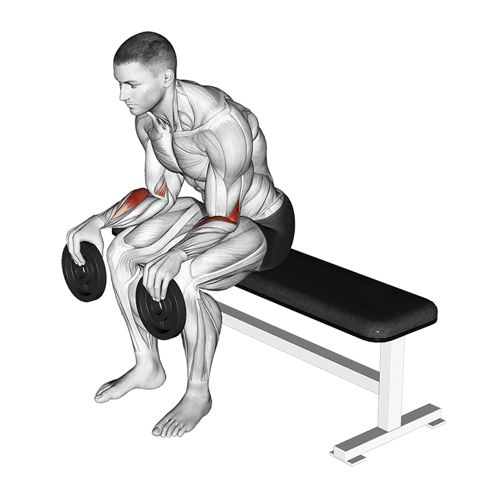 Weighted Seated Supination exercise animation (Hombre)