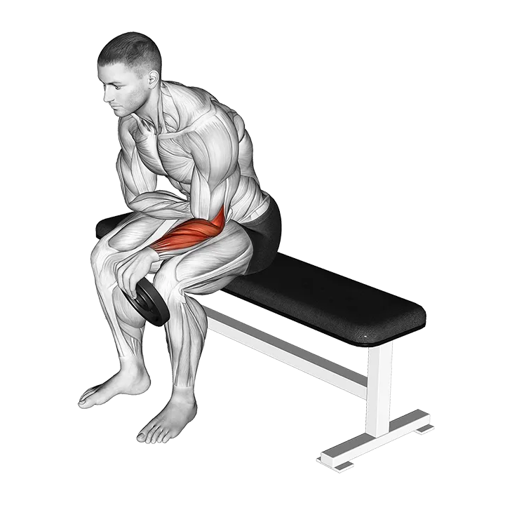 Weighted Seated One Arm Reverse Wrist Curl exercise animation (Männlich)
