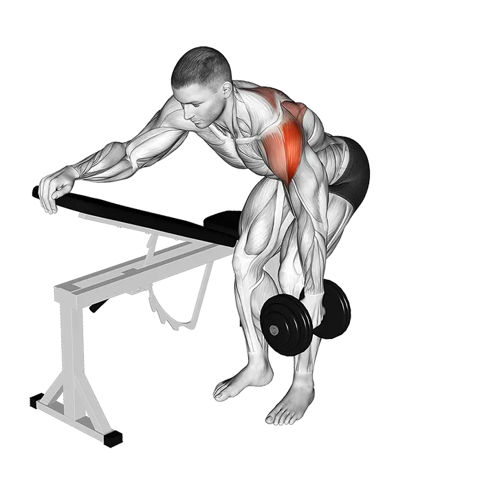 Dumbbell One Arm Reverse Fly (with support) (VERSION 2) exercise animation (Männlich)