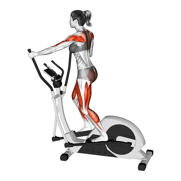 Walking on Elliptical Machine (VERSION 7) exercise animation (Male)