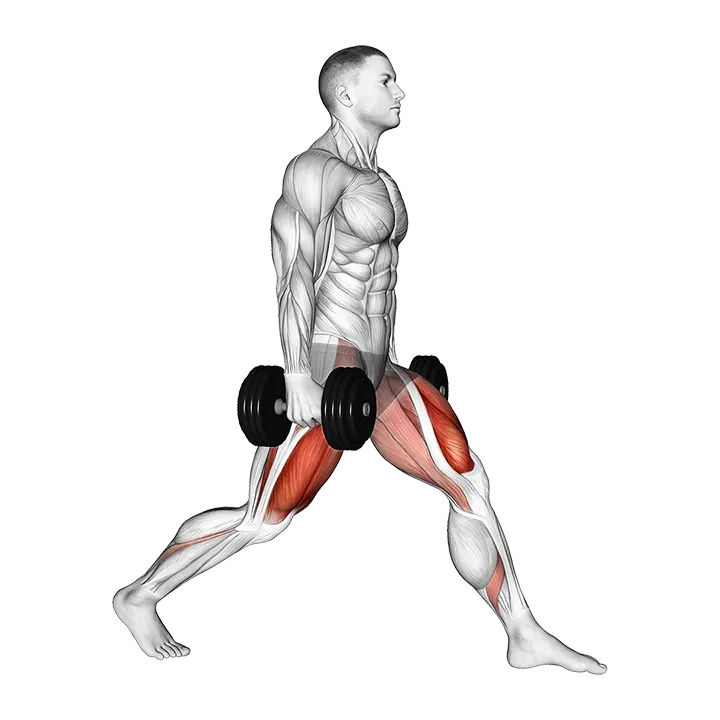 Dumbbell Static Lunge exercise animation (Männlich)