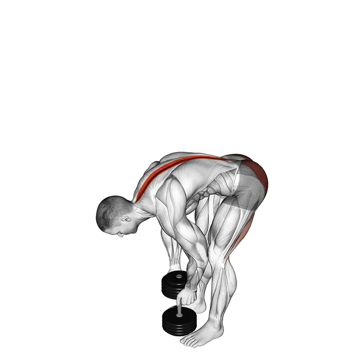 Dumbbell Straight Legs Deadlift exercise animation (Male)