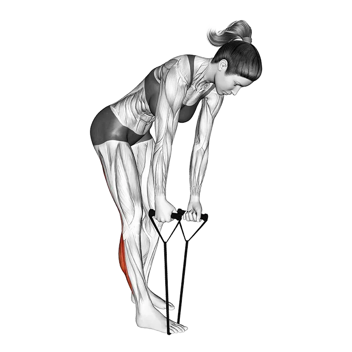 Standing Hamstring and Calf Stretch with Starp exercise animation (Female)