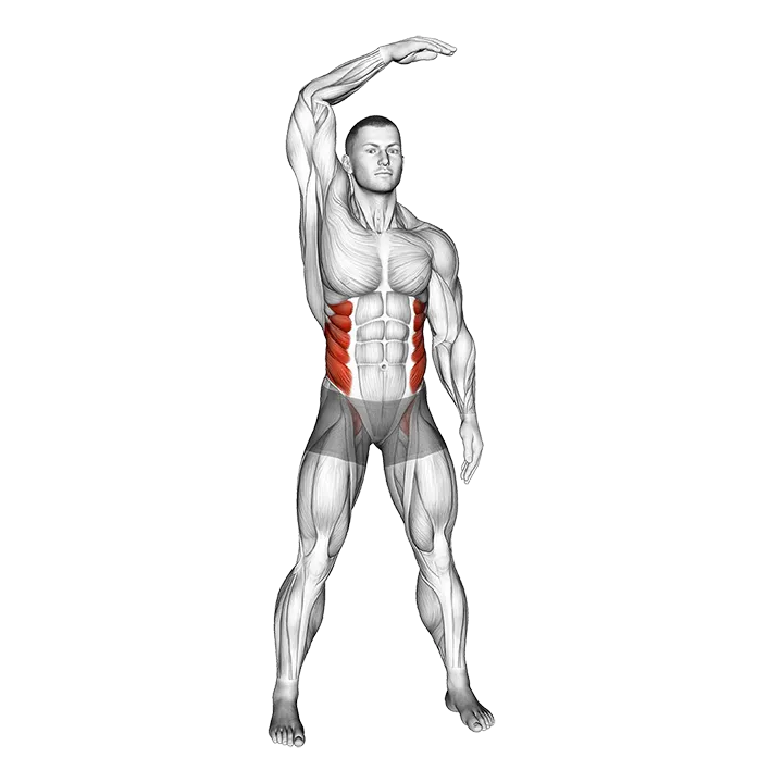 Standing Side Bend (bent arm) exercise animation (Male)