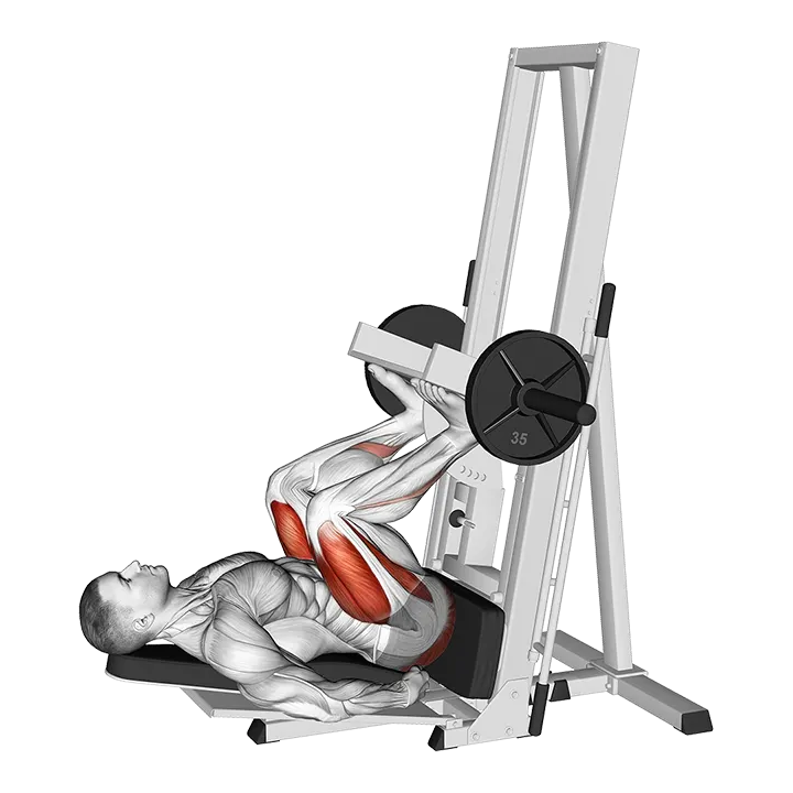 Sled Vertical Leg Press exercise animation (Männlich)