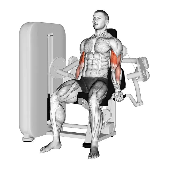Lever Biceps Curl exercise animation (Male)