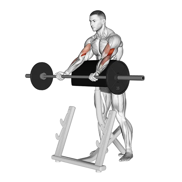 Barbell Spider Curl exercise animation (Male)