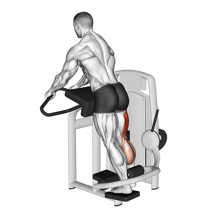 Lever Standing Leg Curl exercise animation (Male)