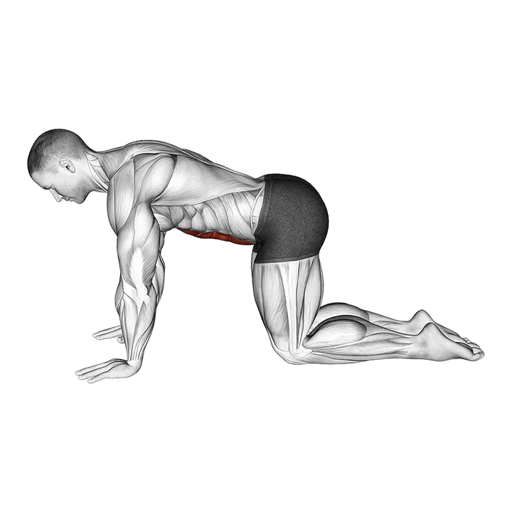 Abdominal 4 points exercise animation (Male)