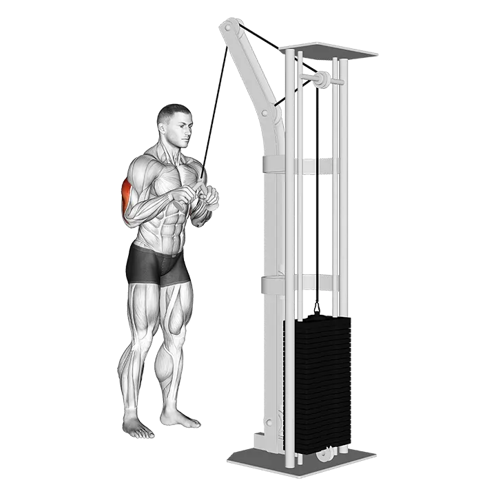 Cable Triceps Pushdown (V-bar) (VERSION 2) exercise animation (Male)