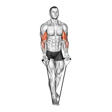 Band Biceps Curl (VERSION 2)