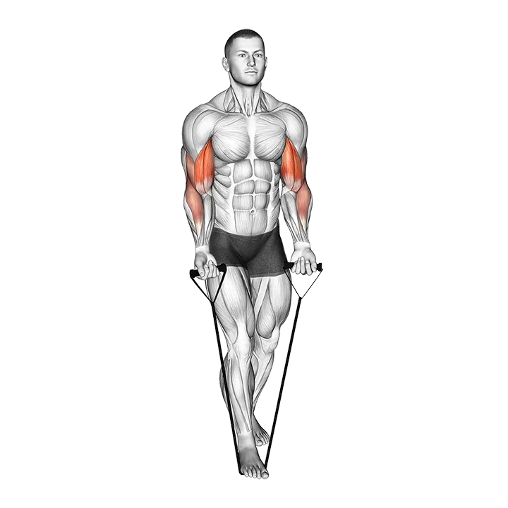 Band Biceps Curl (VERSION 2) exercise animation (Male)