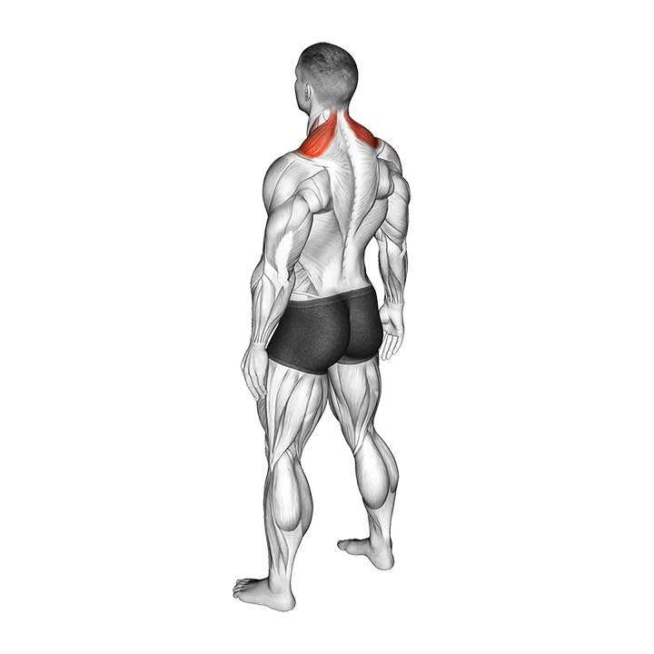 Bodyweight Shrug exercise animation (Male)