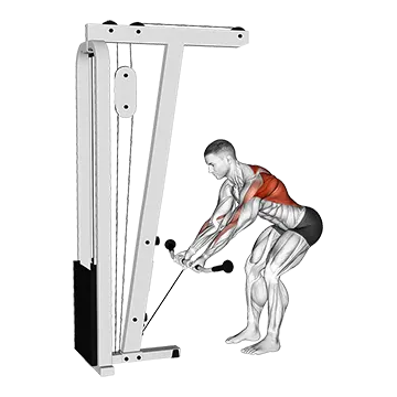 Cable Bent-Over Reverse Grip Row