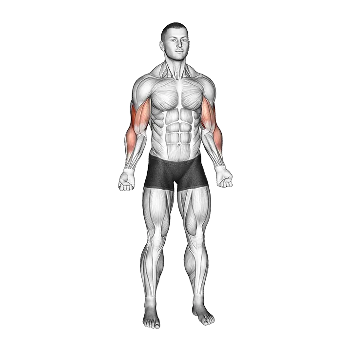 Bodyweight Standing Biceps Curl (VERSION 2) exercise animation (Male)