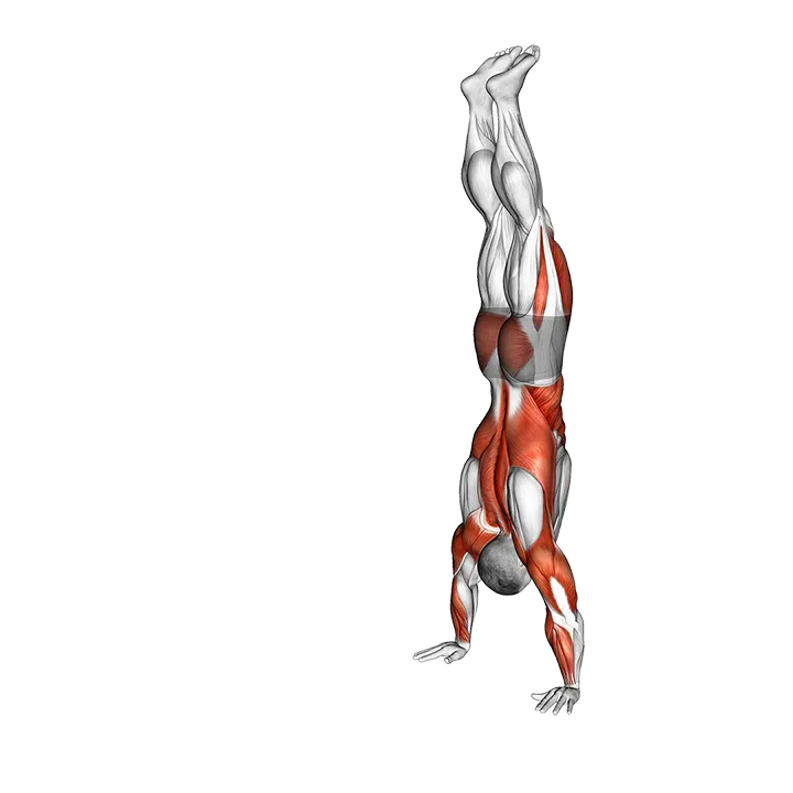 Handstand Walk exercise animation (Male)