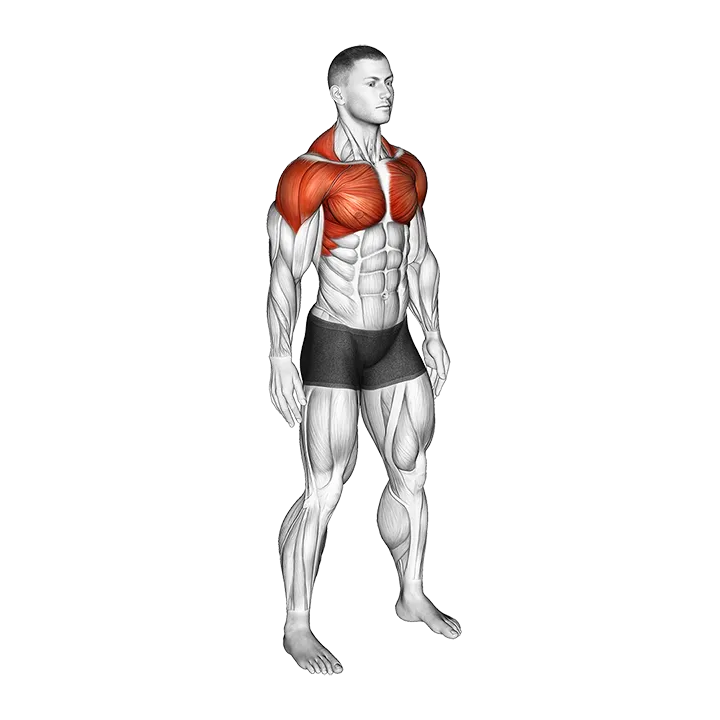 Shoulder Circle exercise animation (Male)