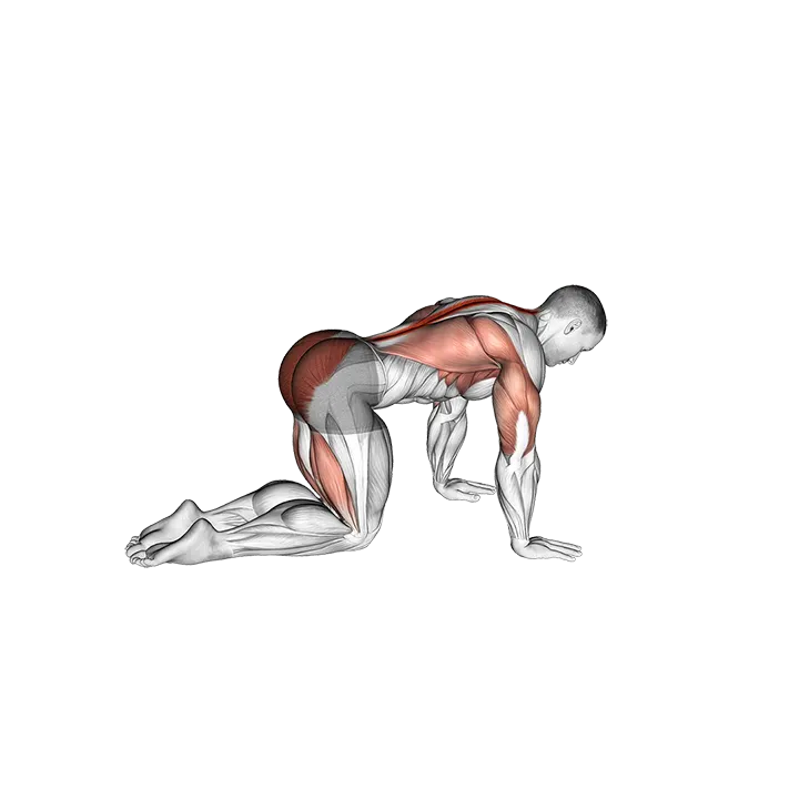 Sliding Leg Bird Dog exercise animation (Male)